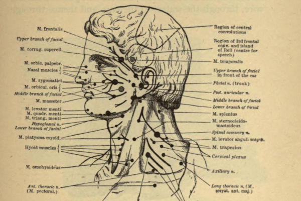 Motor points of face. From Notes on galvanism and faradism by E M Magill