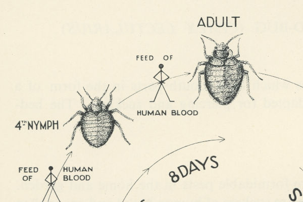 2024-141: Part of illustration of lifecycle of bed bug from page 34 of Domestic pests by Laura Hunter